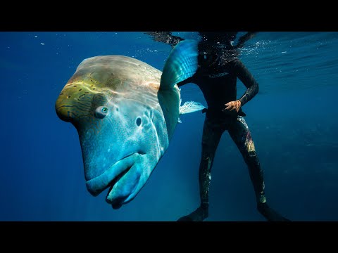 Where's Wally, the Wrasse? Stumbling on a fish spawning event (Sailing Popao) Ep.45