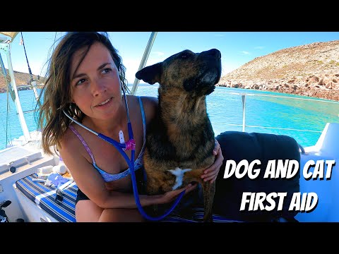 Dog and Cat First Aid with the Sailing Veterinarian (in a bikini!): Chuffed Adventures S6Ep22