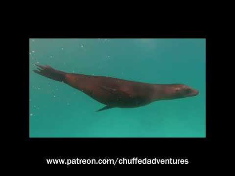 Swimming with sea lions!! #sealions #ocean #snorkeling #wildlife