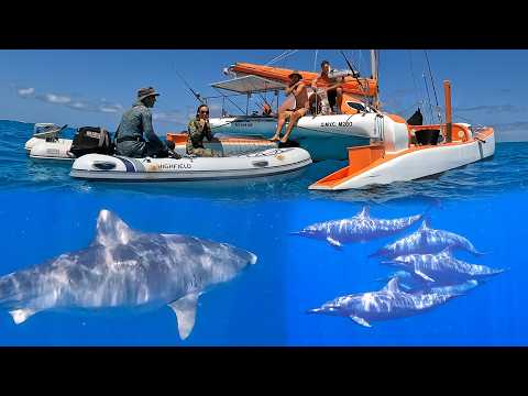 Diving with Sharks, Dolphins, Wahoo & Doggys on the Great Barrier Reef (Sailing Popao) Ep.52