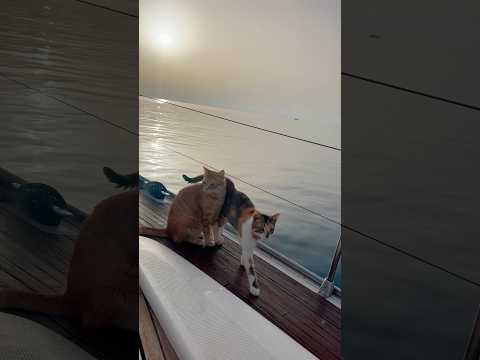 Just boatcats doing sunset things 🐈‍⬛🐈🌞 #sailing #cats #shorts #sunset