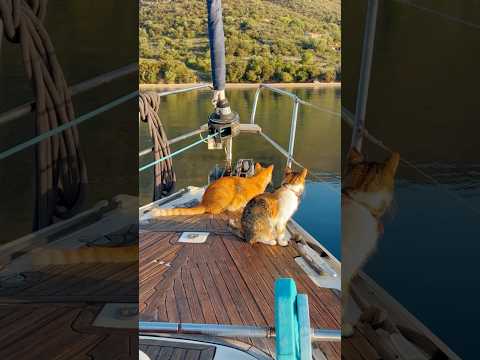 Life with boatcats…its’s never boring! 🐈‍⬛⛵️❤️#sailing #sailinglife #cats #liveaboard