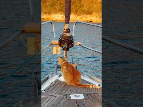 Sunrise with Boatcats just hits different 🥰🐈‍⬛⛵️ #cats #shorts #sailing