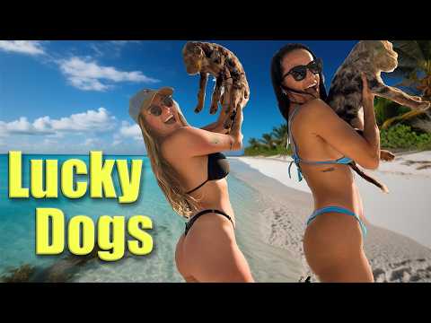 Dancing Girl in Bikinis with Puppies, Does it get better?