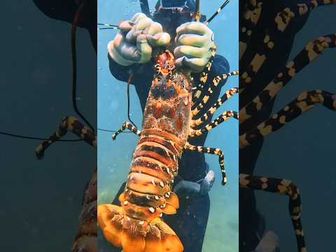 She Catches a GIANT LOBSTER!