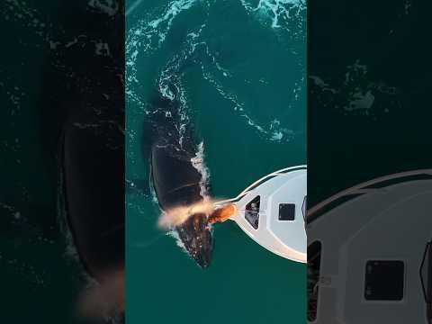 Crazy whale encounter