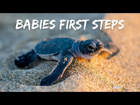 New Born, Baby Sea Turtles Race to the Ocean! (Ep. 121)