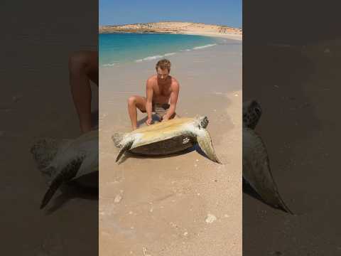 Sea Turtle Stuck On Remote Island