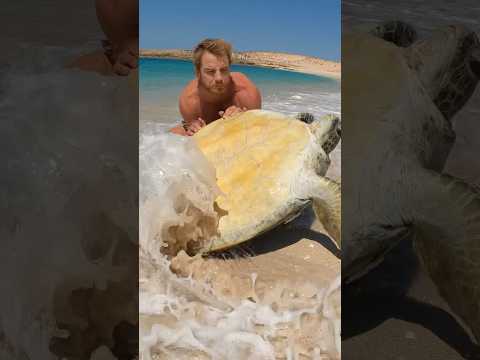 Stuck Sea Turtle on Remote Island