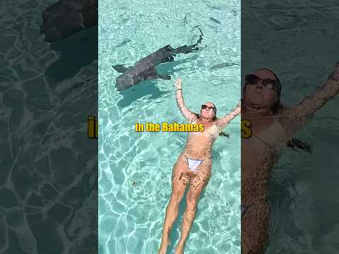 Swimming with and petting sharks! #sharks #bahamas
