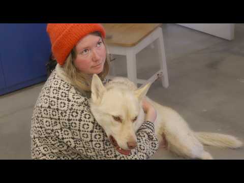Life in Greenland - Our Dog is Getting a Surgery