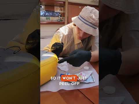 MY DOGS ARE VAMPIRES #dogs #dogshorts #happy