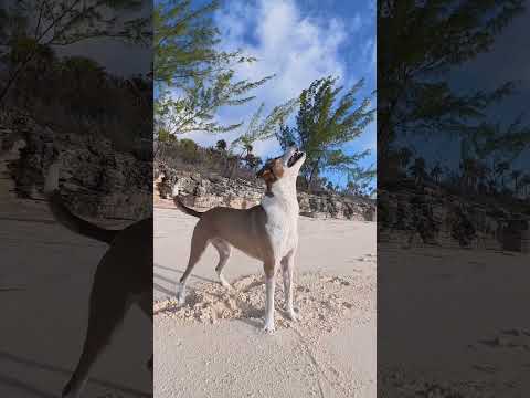 Finding Conch on DAY 3