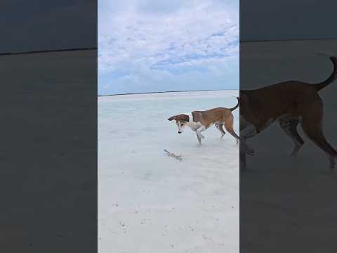 there are things to be found out there #adventure #fyp #dogs