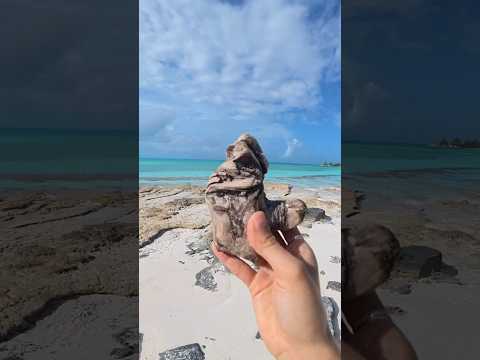 This was a very good stick #myanimals #mydogs #travel #boating