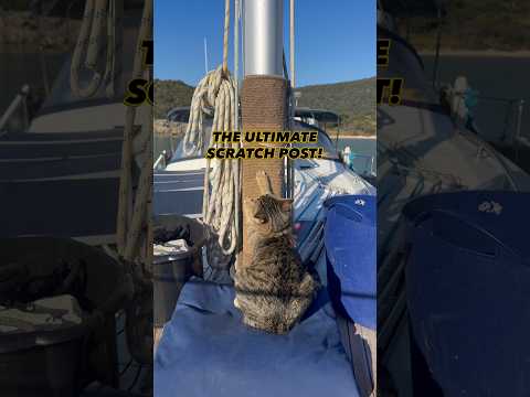 No scratch post? No problem ⛵️👈🏼#cats #cat #boatcat #sailinglife #sailing